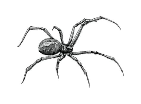 2,029 张 Black widow drawing 免版税图片、库存照片和图像 | Shutterstock