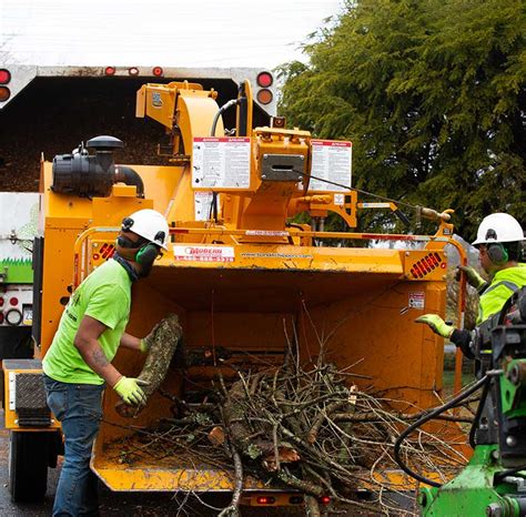 Tree Service Company - Local Arborists | Monster Tree Service