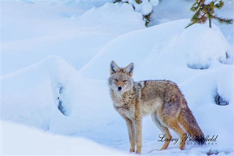 Young Coyote in the snow Digital Art by Larry Bloomfield - Fine Art America