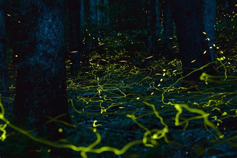 Interesting Photo of the Day: Light Painting with Fireflies