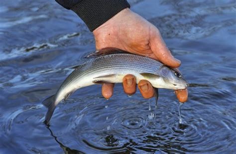 Float Fishing For Grayling