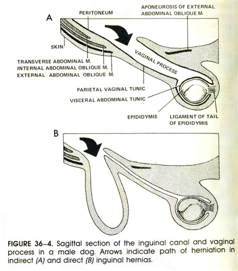 What Is Hernia In Dogs - Ideas of Europedias