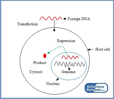 Difference Between Transient and Stable Transfection | Compare the Difference Between Similar Terms