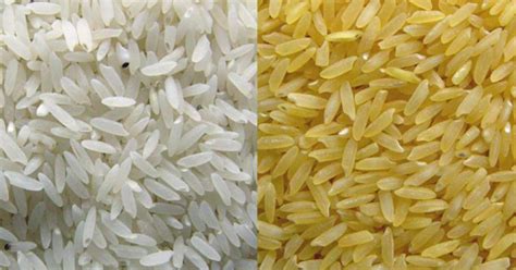 Can GM-free biofortified crops succeed after Golden Rice controversy?