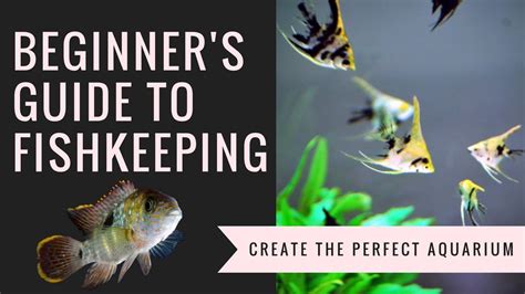 BEGINNER'S GUIDE TO FISHKEEPING - YouTube