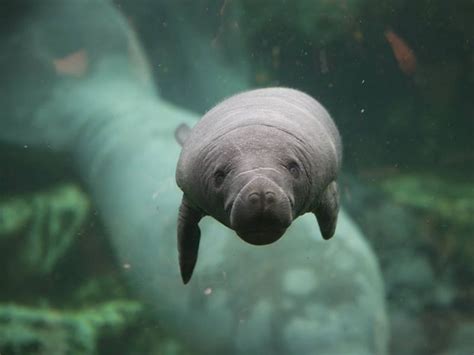 Meet the Manatee Calf at ZooParc de Beauval | Baby animals, Cute animals, Cute baby animals