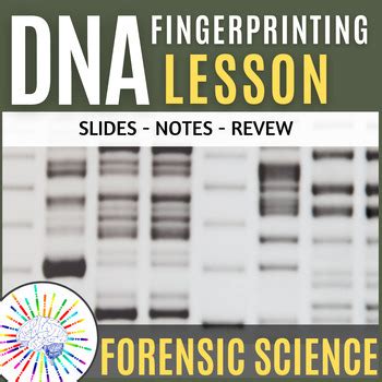 Forensic DNA Evidence! Teacher Slides + Notes + Review Questions