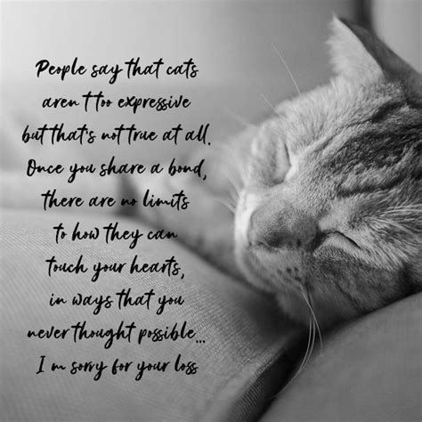 Sympathy Messages for Pets: Condolence Quotes for Dogs, Cats and more – WishesMessages.com