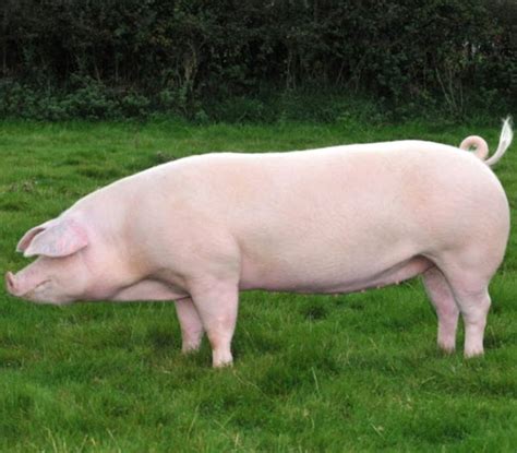 Italian Landrace Pig: Origin, Characteristics, Uses