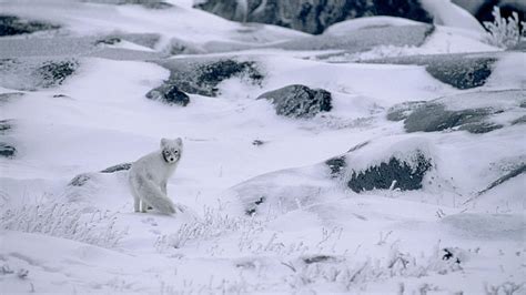 HD wallpaper: animals, arctic Fox, camouflage, Canada, Frost, landscape, nature | Wallpaper Flare