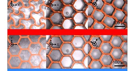 Bioinspired dynamic microstructures can be programmed to any shape