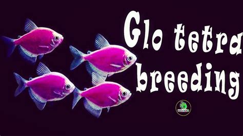 Easy way of widow tetra fish breeding | glo fish breeding || easy way ...