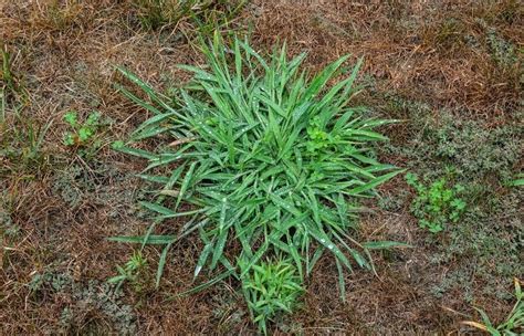 Grassy Weeds - Gecko Green Lawn Care & Pest Control