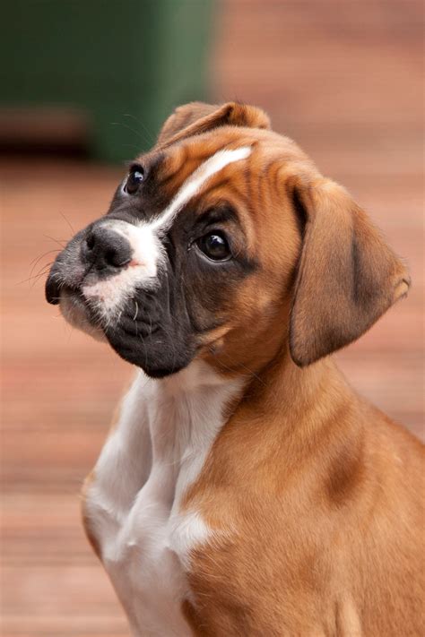 a brown and white dog sitting on top of a wooden floor