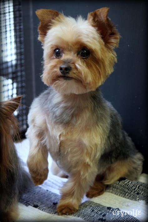 19 best Yorkie Poo Haircuts images on Pinterest