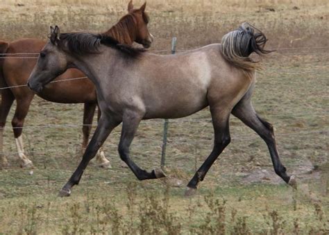 Palomino, buckskin, perlino, cremello performance Arabian and quarter ...