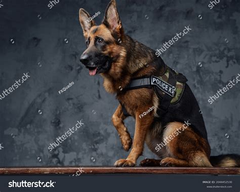 Police German Shepherd Uniform Against Dark Stock Photo 2044452530 ...