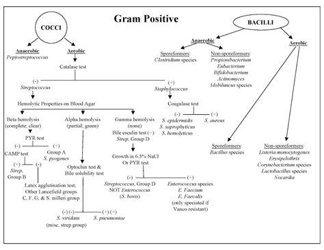 My Scientific Blog - Research and Articles: Identification chart of Gram positive baceteria