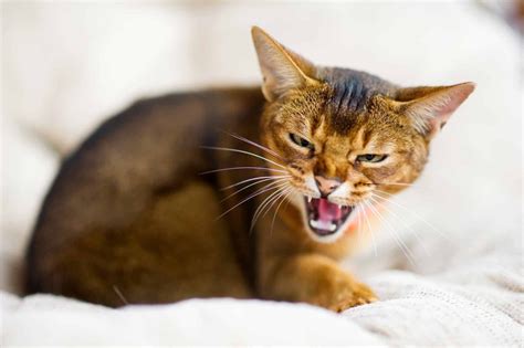 5 Reasons Why Your Cat Is Growling & How To Stop It