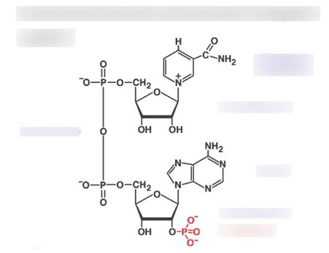 NADP+ Diagram Diagram | Quizlet