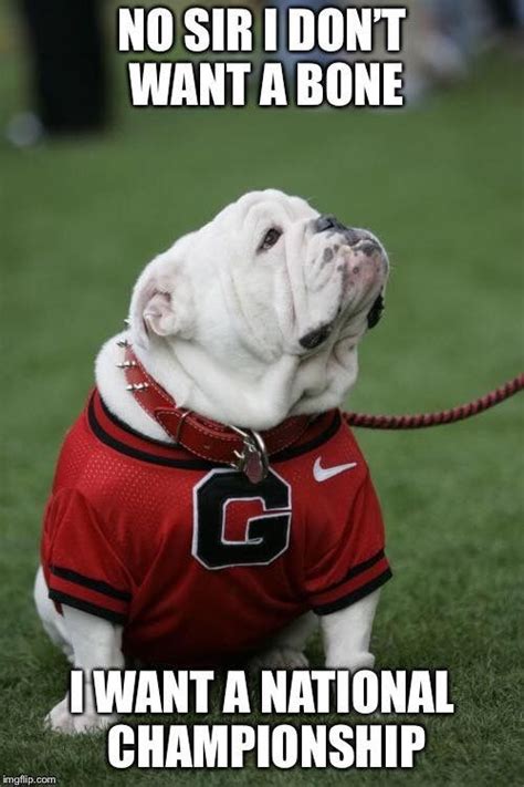 English bulldog, college football humor. Georgia bulldogs. Dogspring ...