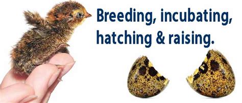 Breeding Quail