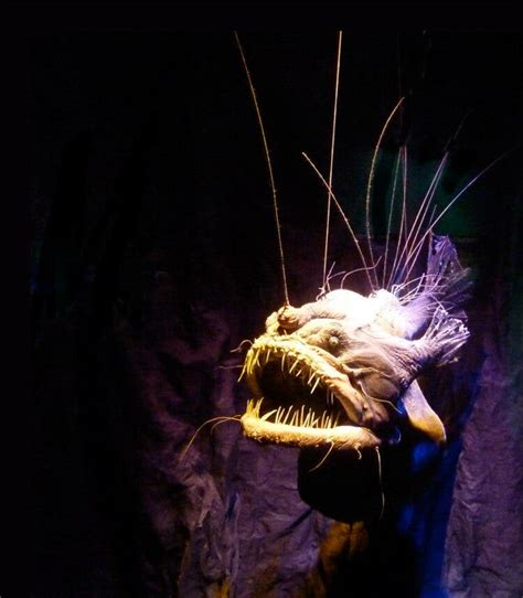 Meet the anglerfish: the most famous 'deep sea monster'