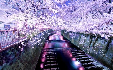 Beautiful Tokyo Sakura Flower Wallpaper Desktop | Wallpaper Gallery