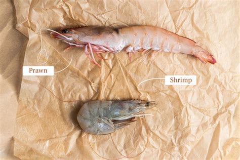 Prawns Vs. Shrimp (Side-by-Side Photos)