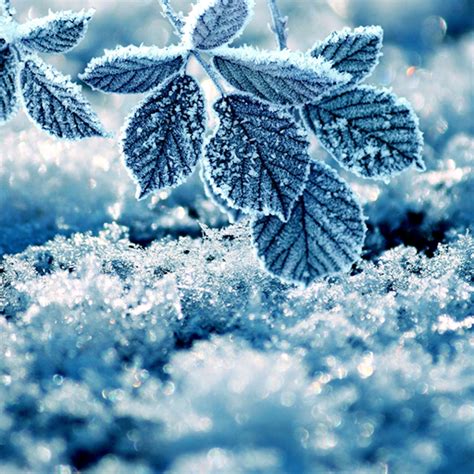 Winter Live Wallpaper - Apps on Google Play