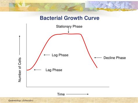 Phases Of Bacterial Growth Curve