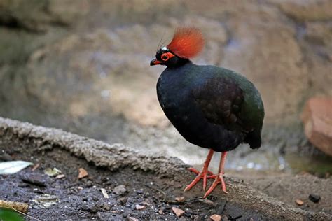 Crested wood partridge | Rollulus rouloul | Marwell Zoo