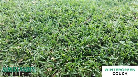 Wintergreen Couch, Green All Year Round - Albert Valley Turf