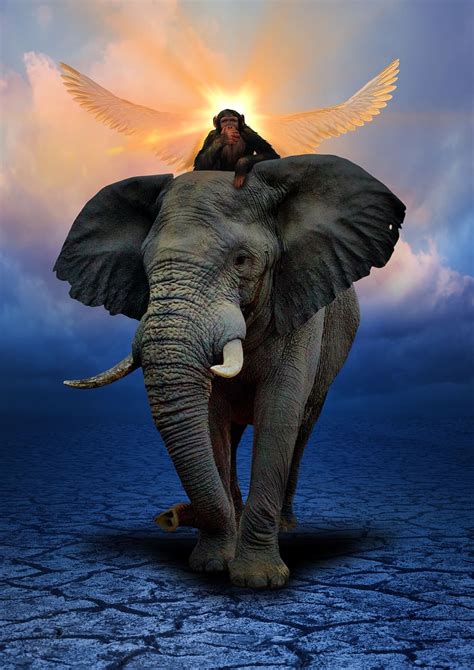 HD wallpaper: monkey riding elephant painting, animals, ivory, sky, sunset | Wallpaper Flare