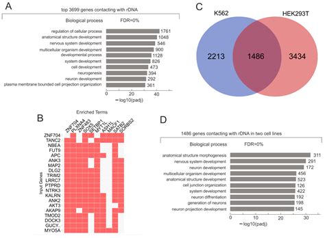 IJMS | Free Full-Text | Induction of the Erythroid Differentiation of ...