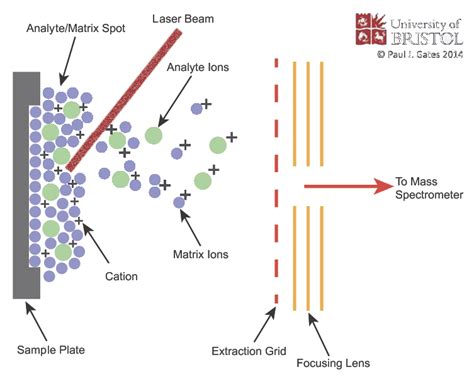 Matrix Assisted Laser Desorption/Ionization (MALDI)