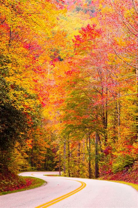 Picture Perfect! - Fall Foliage @ Great Smoky Mountains National | Smoky mountains, Great smoky ...