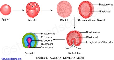 3 Tahapan Perkembangan Embrio (Morula , Blastula, dan Gastrula) - Biologi Edukasi: Belajar Sains ...