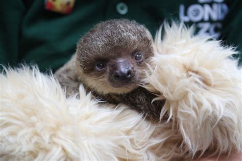 Adorable baby sloth at London Zoo has teddy bear as surrogate mum [Photos and Video]