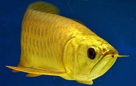 Golden Arowana - Arowana - Scleropages formosus | Tank Facts