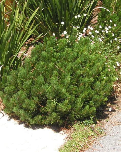 Mugo Pine - Jeffries Nurseries