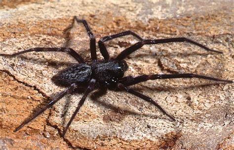 Black House Spider - The Australian Museum