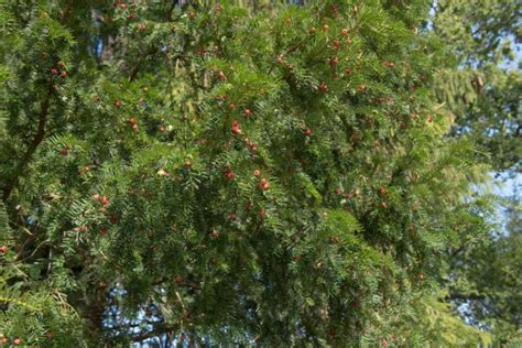 Yew Pruning By Type: 'Plants Clipped Very Tightly Tend To Experience ...