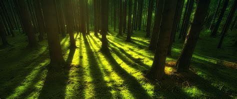 Green Wallpaper 4K, Forest, Trees, Shadow, Daylight