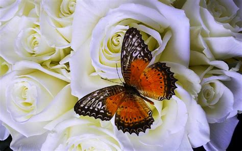 Fondos de Pantalla de Mariposas, Wallpapers HD, Mariposas de Colores