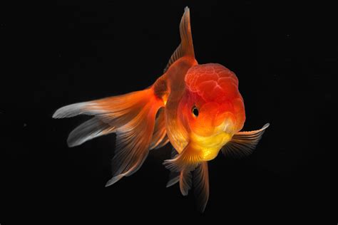 Detailed Photographs of Rare Fish Species – Fubiz Media