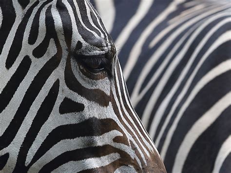 Zebra stripes explained | The Independent | The Independent