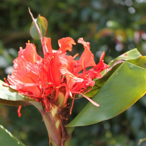 Hedychium greeneii (Red Ginger) | Yellow House Heritage Perennials