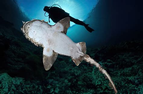 Exploring the Wobbegong Shark: A Dive into Sydney's Vanishing Species