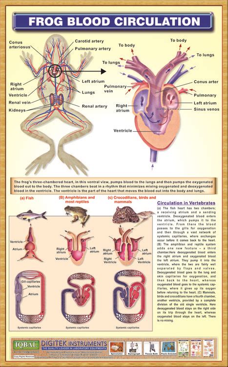 Frog Blood Circulation System – Iqbal Scientific Store